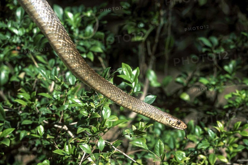 Rat Snake