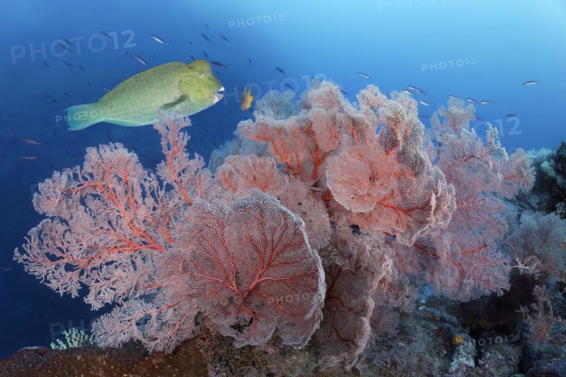 Coral reef