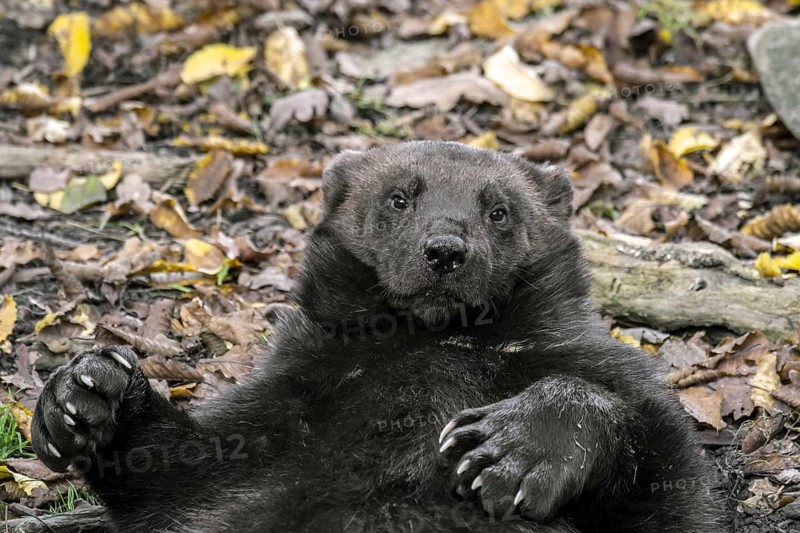 Wolverine