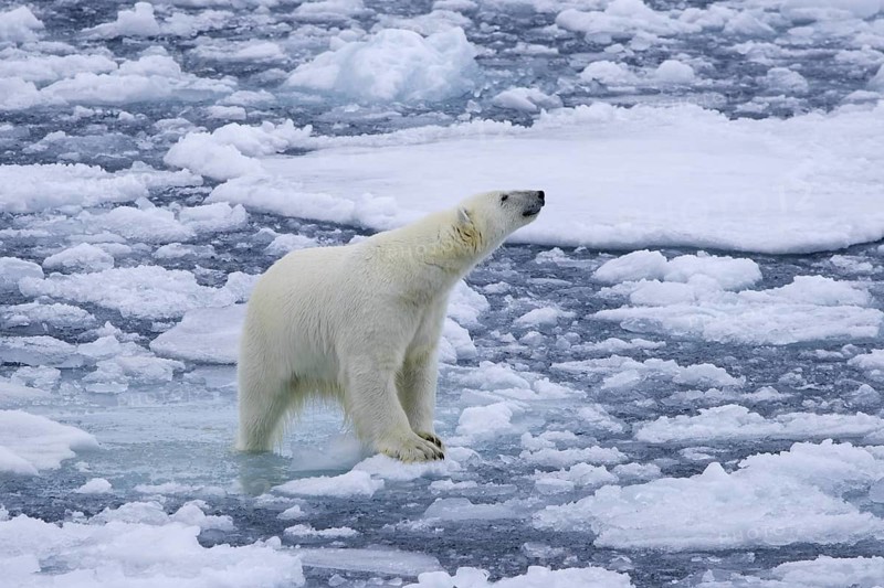 Lone polar bear