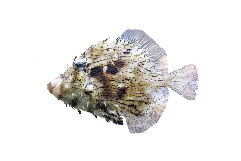 Prickly leatherjacket