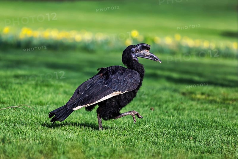 Northern ground hornbill