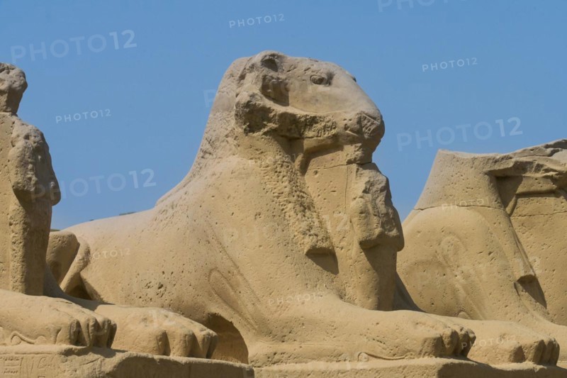 Ram-headed Sphinx