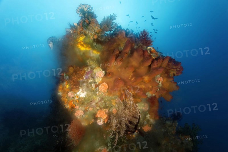 Coral block with sponge