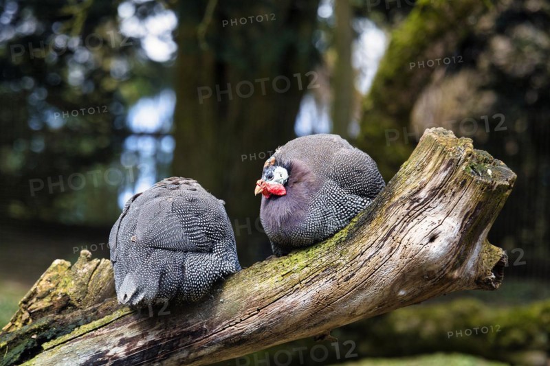 Two helmeted guineafowls