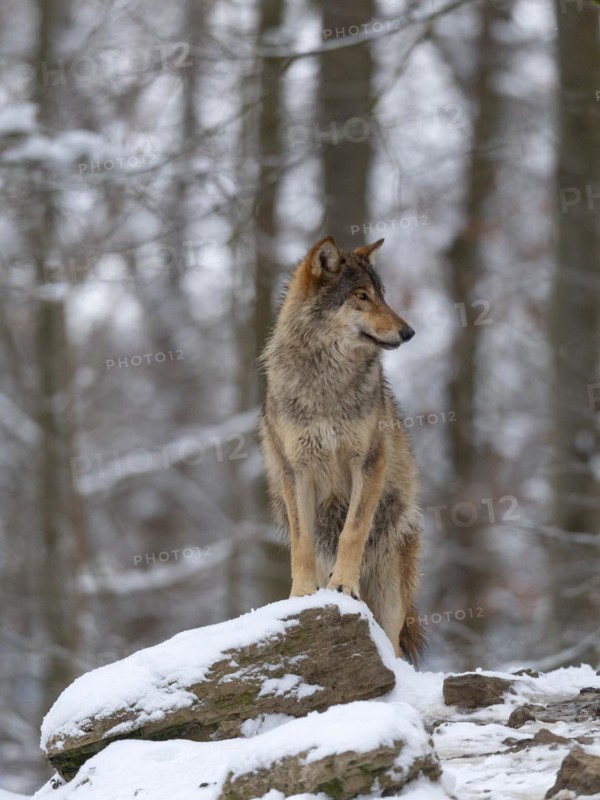 Lead wolf