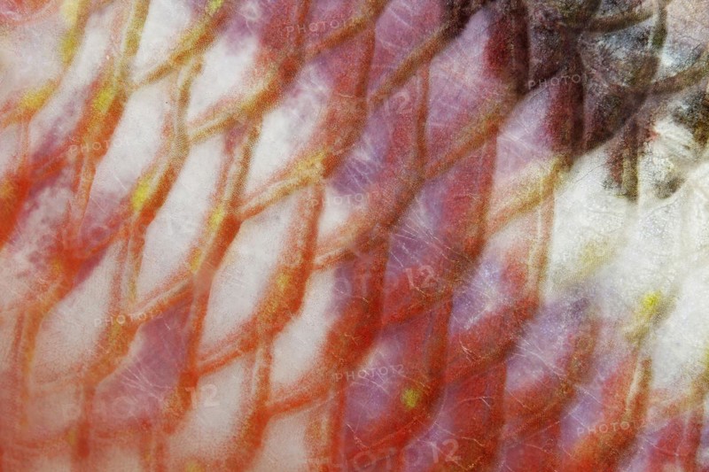 Scales