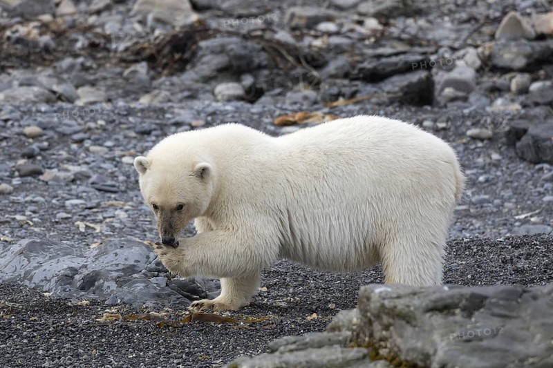 Lone Polar bear