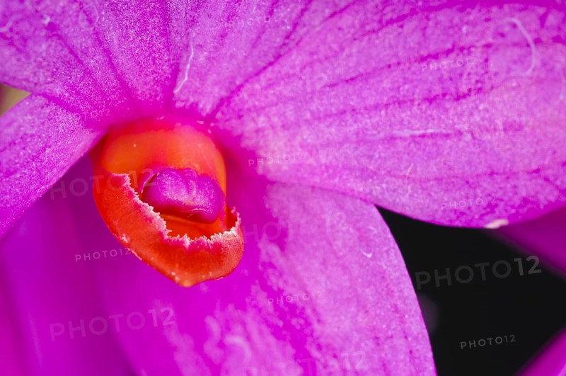 Dendrobium sulawesiense