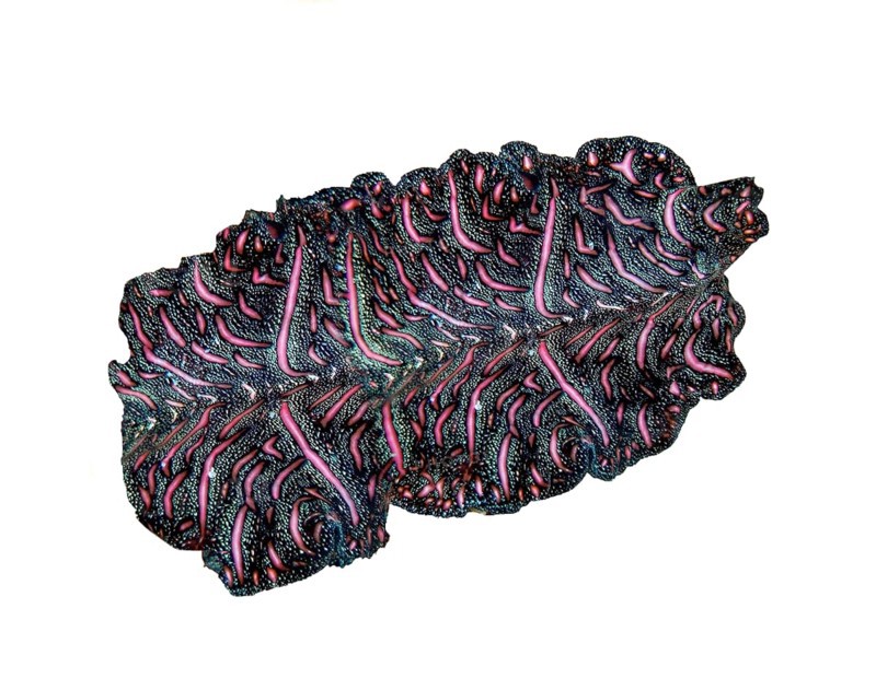 Persian carpet bedford's flatworm