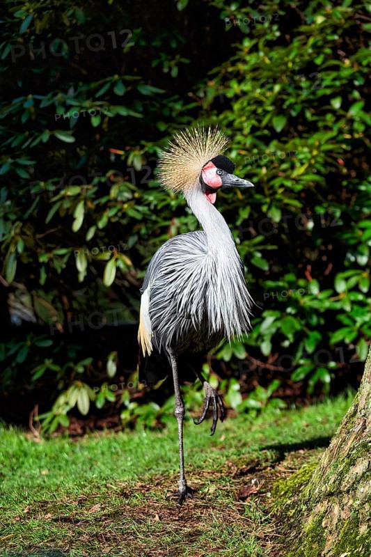 Grey gray crowned-crane
