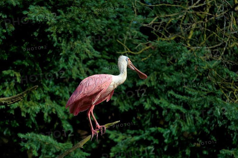 Roseate spoonbill