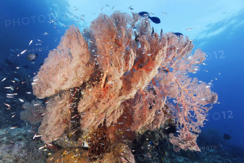 Coral block with nodular sea fan