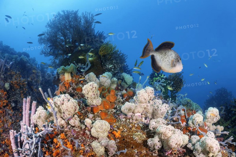 Reef top with sponge