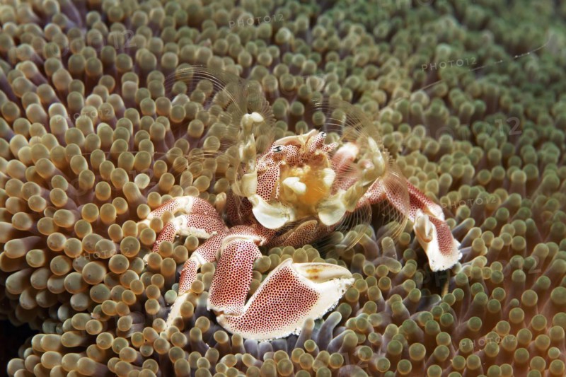 Anemone porcelain crab