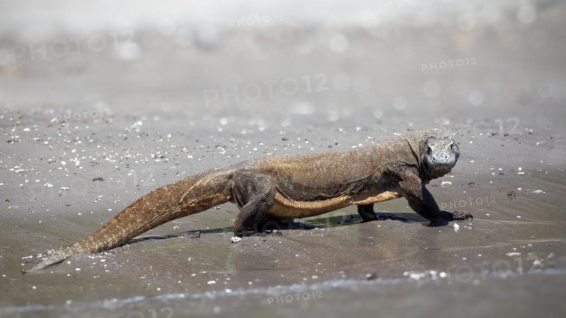 Komodo dragon
