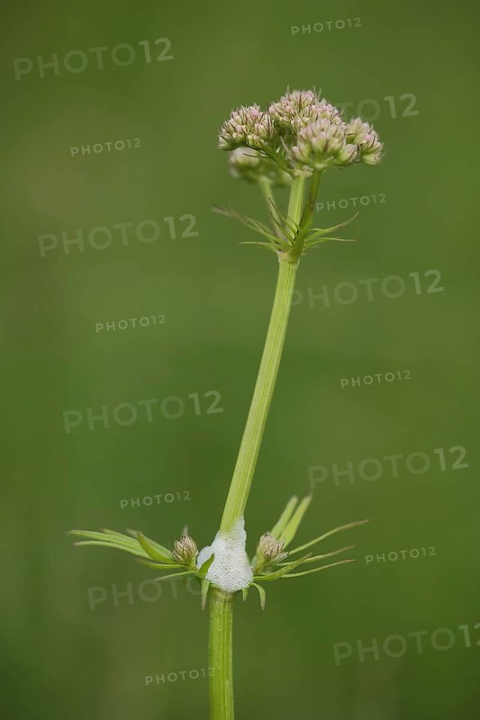 Marsh valerian