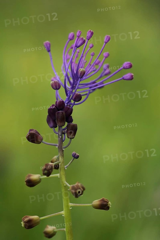Tassel hyacinth