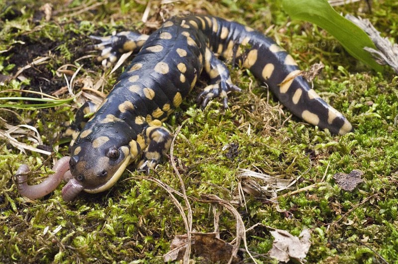 Tiger salamander
