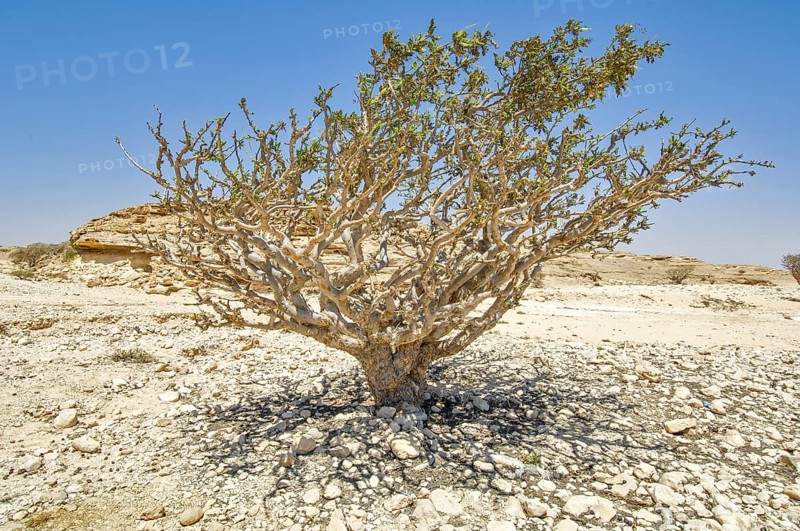Frankincense