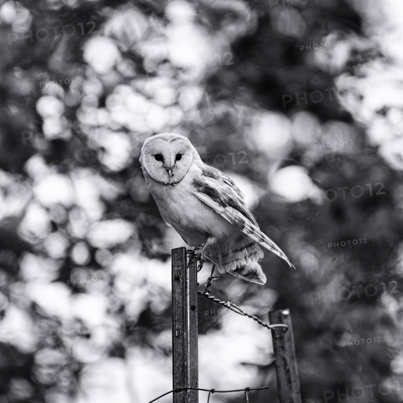 Common barn owl