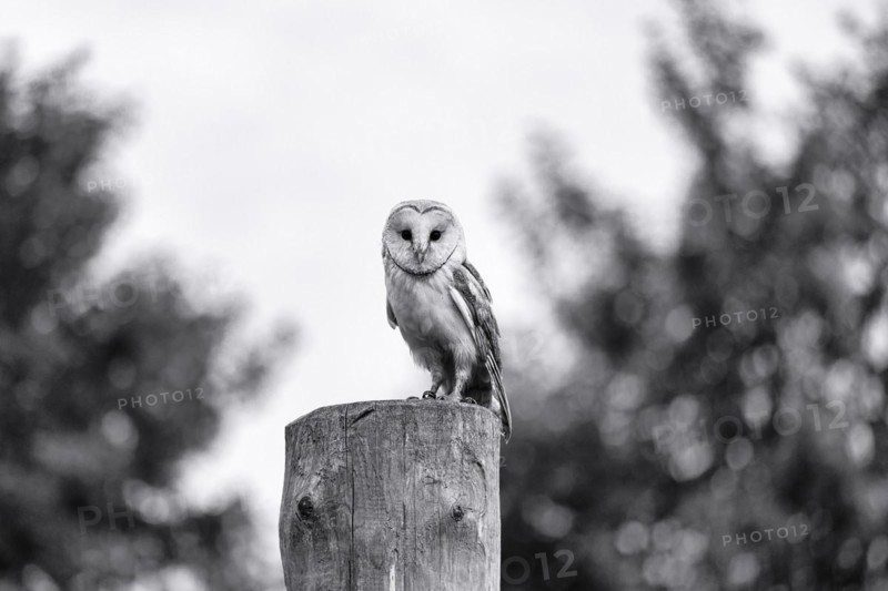 Common barn owl