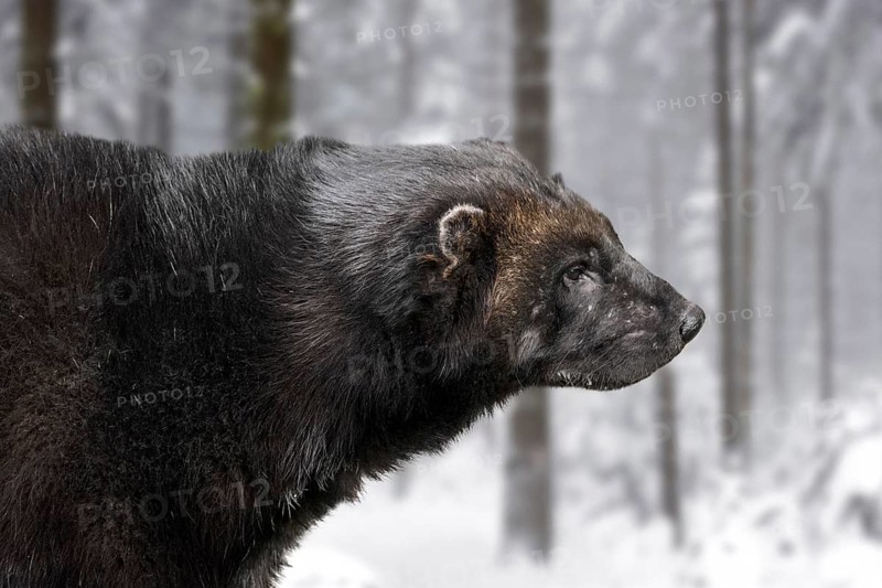 Wolverine