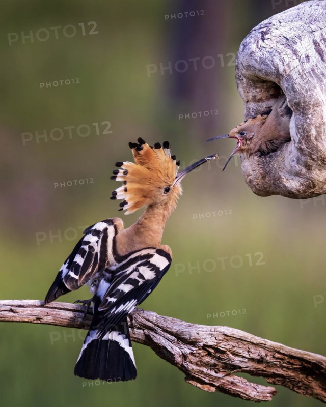 Hoopoe