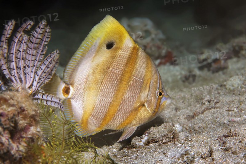 Sixspine butterflyfish