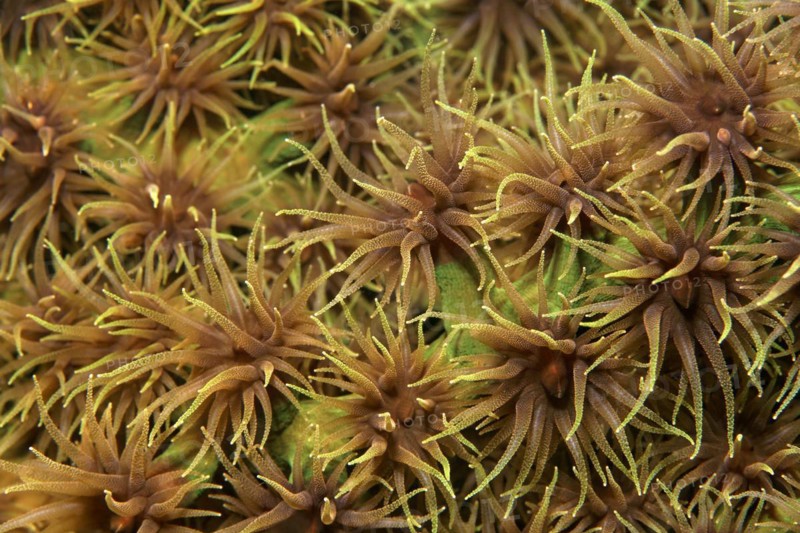 Opened polyps