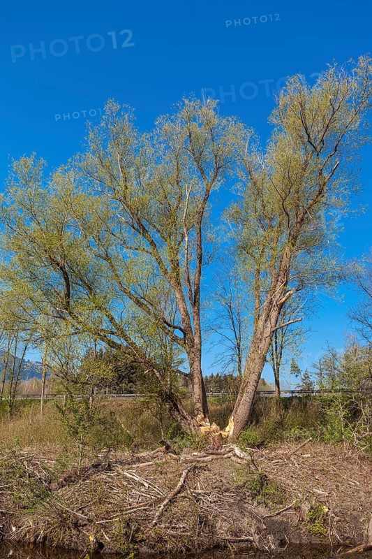 Traces of browsing by beavers on a group of trees