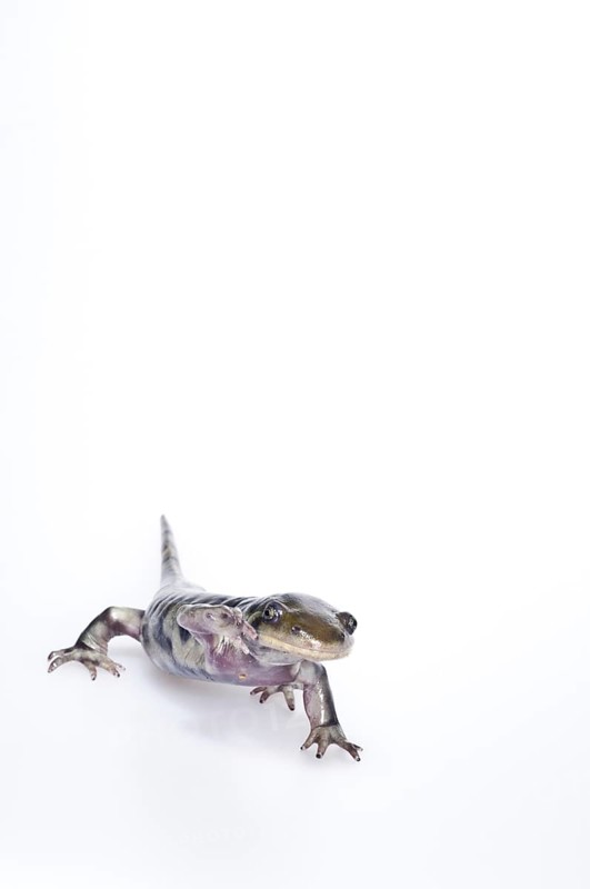 Eastern tiger salamander