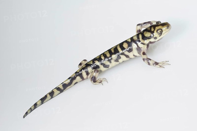 Eastern tiger salamander