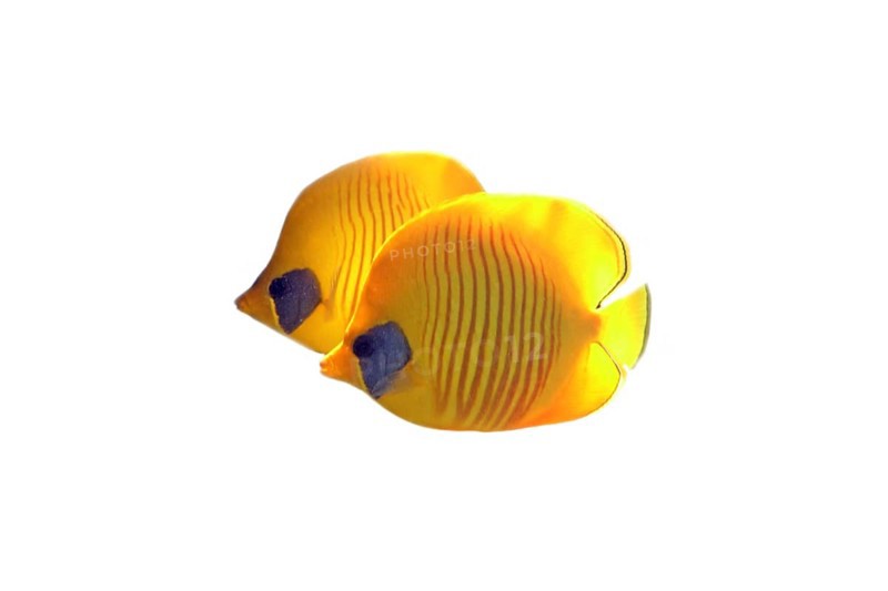 Bluecheek butterflyfish