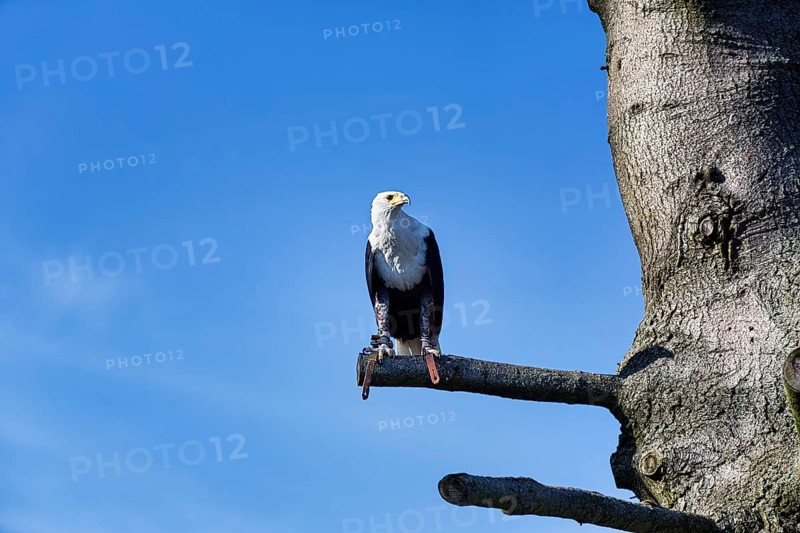 African Fish Eagle