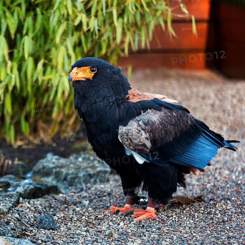 Bateleur