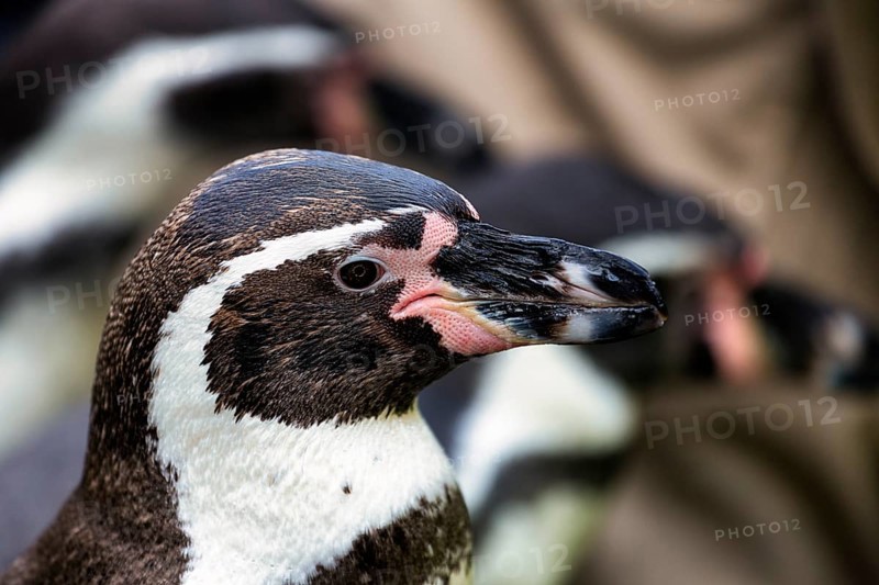 Humboldt penguin
