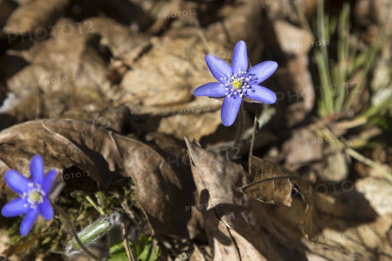Blooming common hepatica