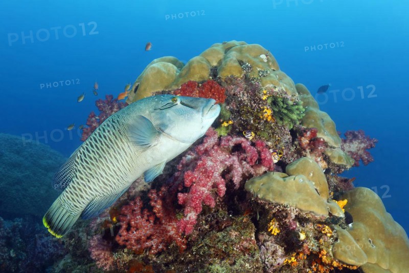 Napoleon humphead wrasse