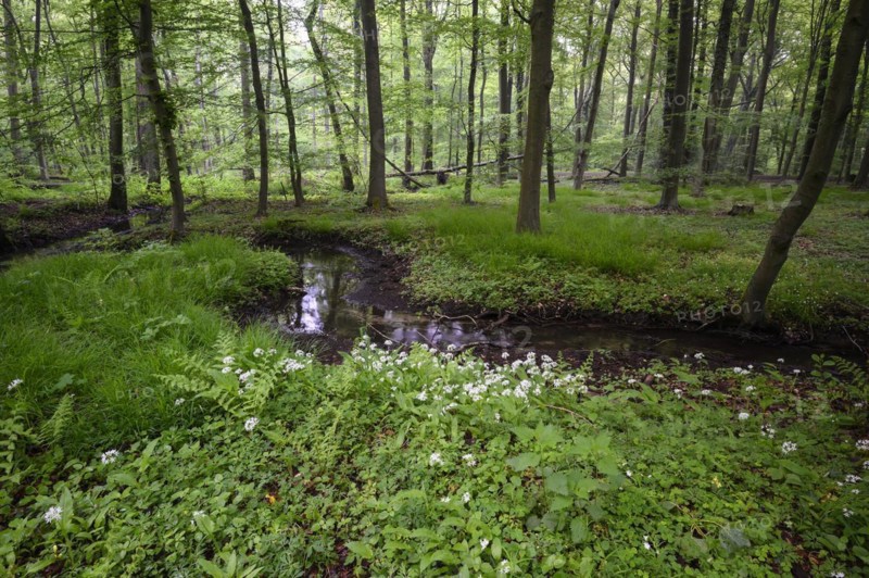 Ramsons