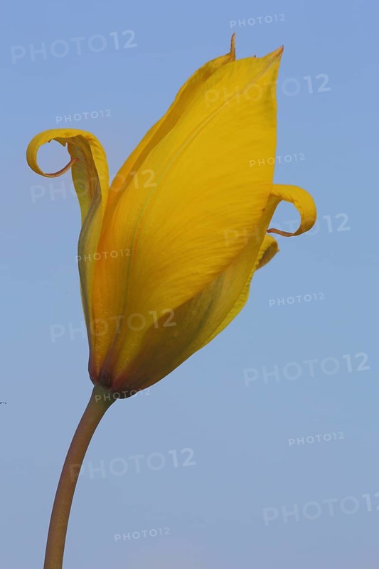 Wild tulip