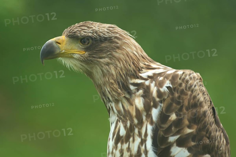 Gyrfalcon
