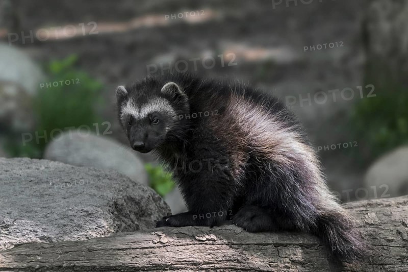 Young wolverine