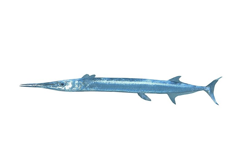 Red Sea red sea houndfish