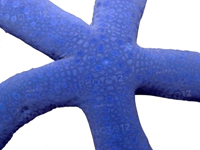 Blue linckia