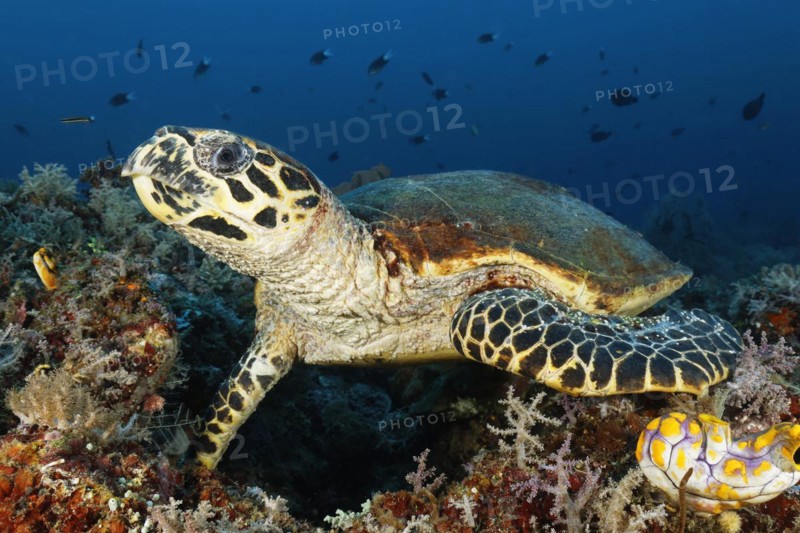 Loggerhead sea turtle