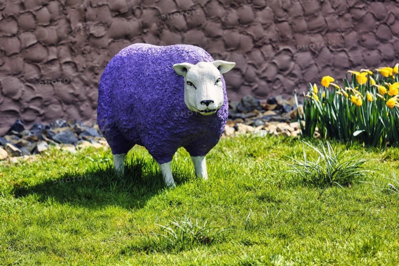 Purple sheep in a meadow