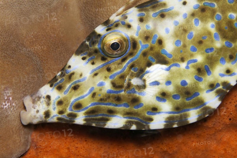 Portrait scrawled filefish