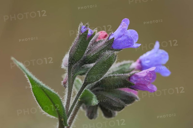 True common lungwort