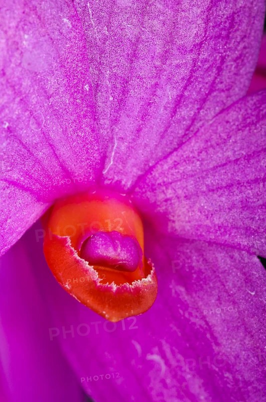 Dendrobium sulawesiense